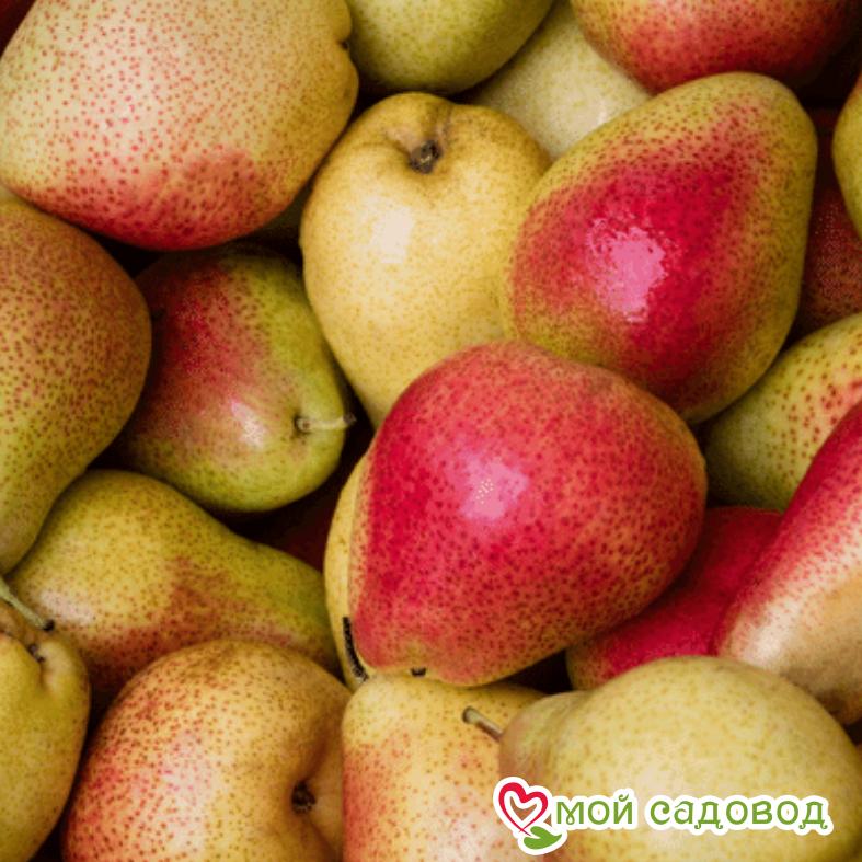 Груша Фаворитка Осенняя